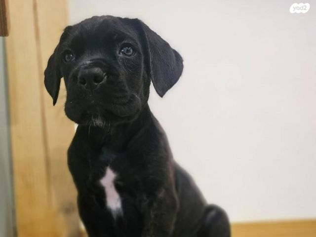 כלב קאנה קורסו