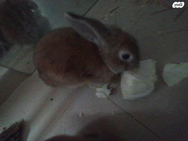 מכרסם ארנב ננסי