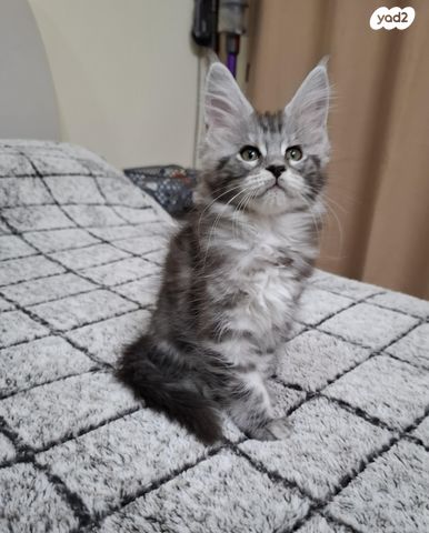 חתול מיין קון