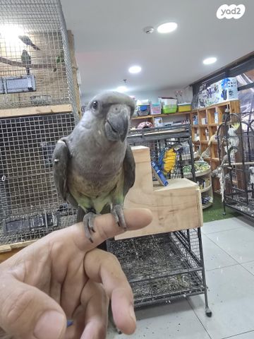 תוכי קוקוטייל