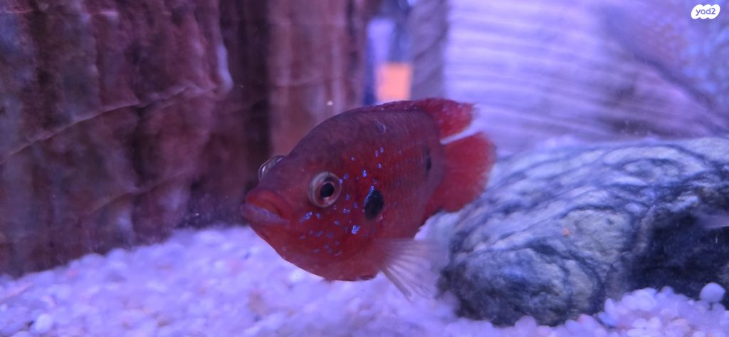 דג ציקלידים