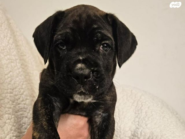 כלב קאנה קורסו