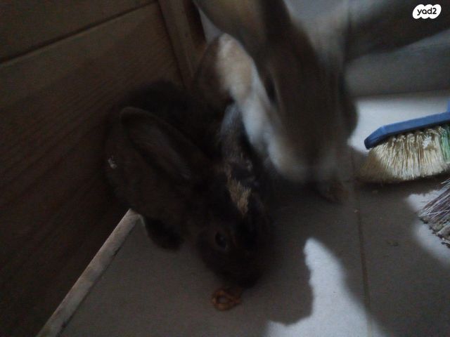 מכרסם ארנב ננסי