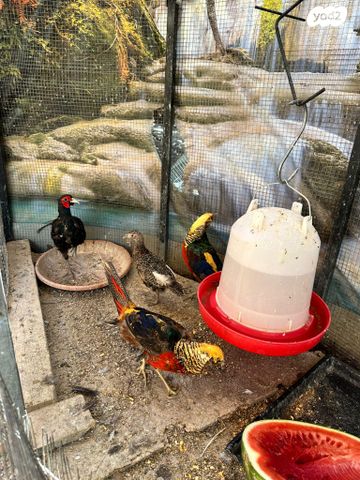 חיית משק רוד איילנד