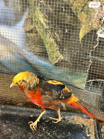 חיית משק רוד איילנד