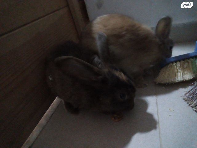 מכרסם ארנב ננסי