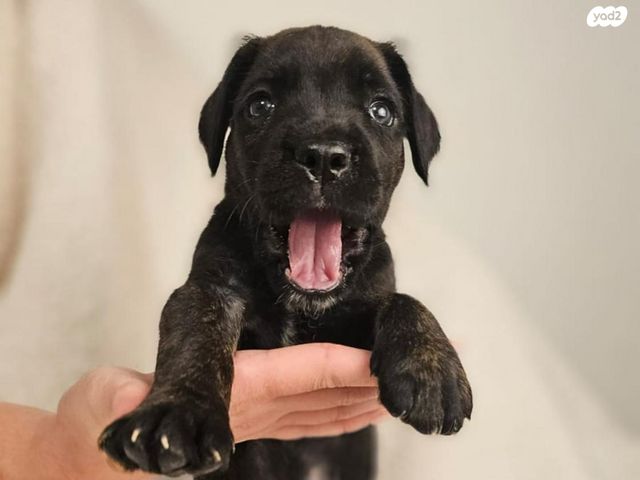 כלב קאנה קורסו