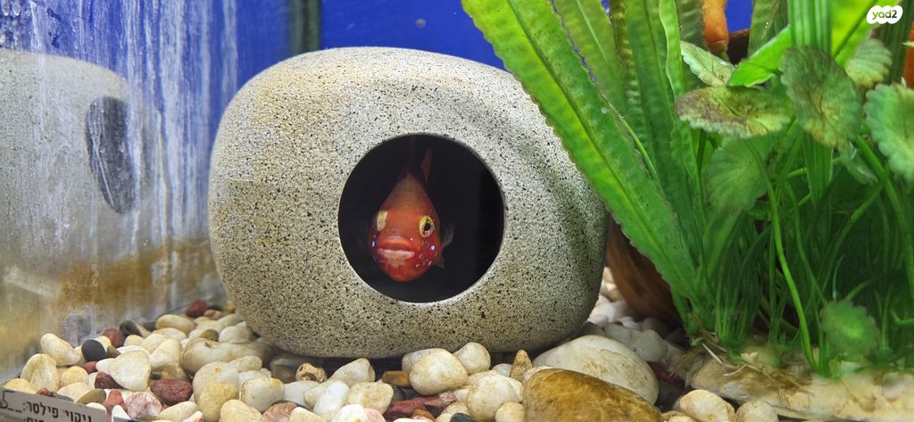 דג ציקלידים