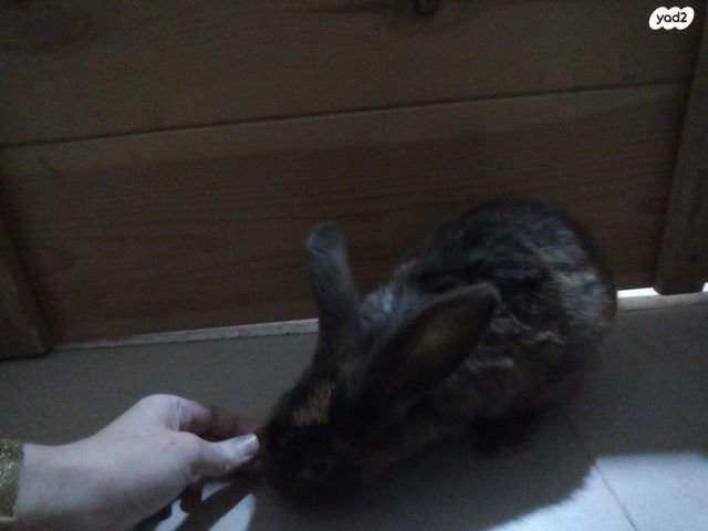 מכרסם ארנב ננסי