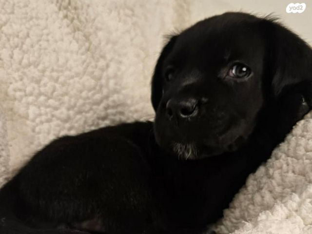 כלב קאנה קורסו