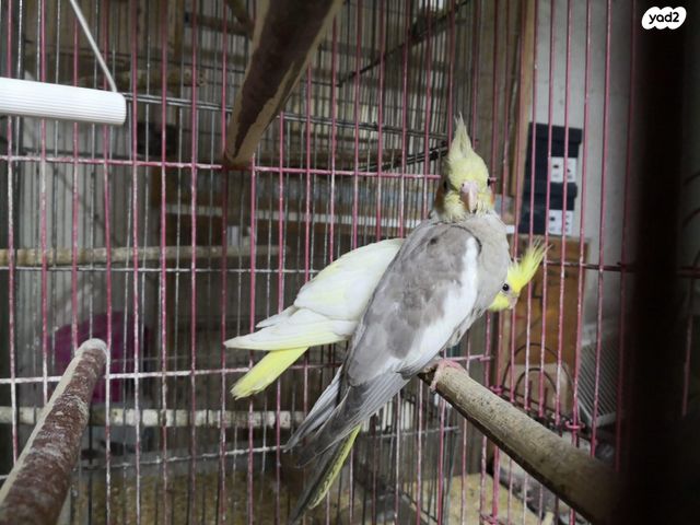 תוכי פרקיטים אוסטרלים