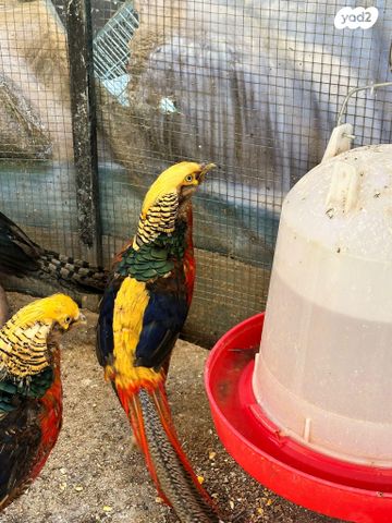 חיית משק רוד איילנד