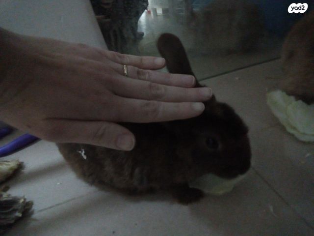 מכרסם ארנב ננסי