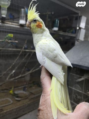 תוכי פרקיטים אוסטרלים