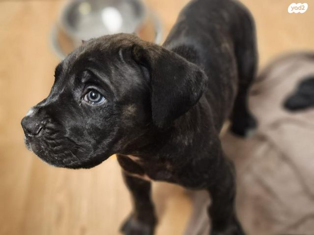 כלב קאנה קורסו