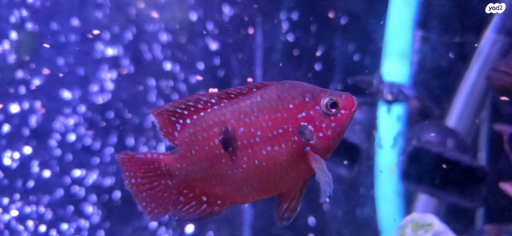 דג ציקלידים