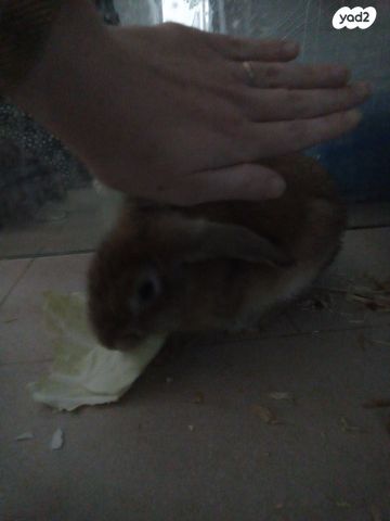 מכרסם ארנב ננסי