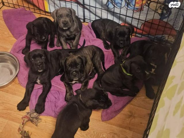 כלב קאנה קורסו