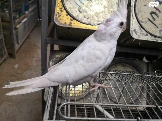 תוכי פרקיטים אוסטרלים