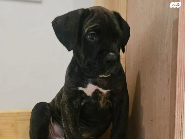 כלב קאנה קורסו