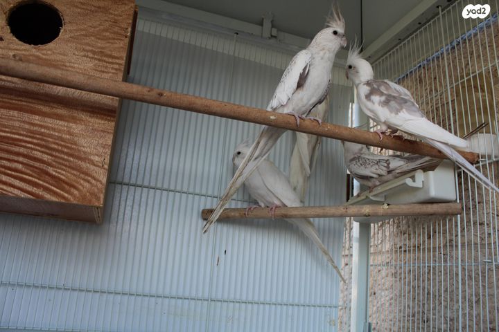 תמונת מודעה - חיות מחמד