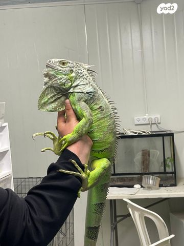 תמונת מודעה - חיות מחמד