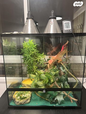 תמונת מודעה - חיות מחמד