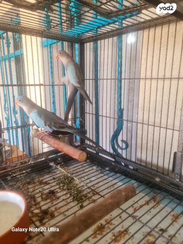 תמונת מודעה - חיות מחמד