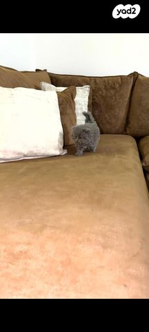 תמונת מודעה - חיות מחמד