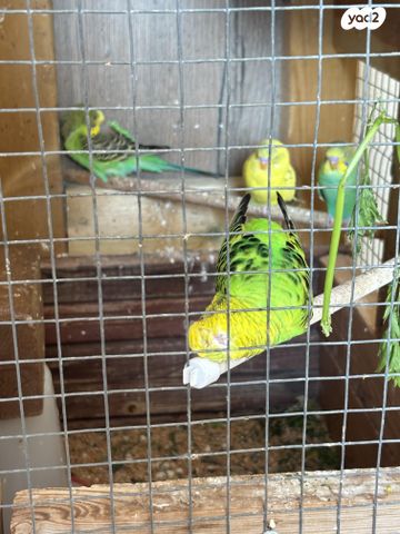 תמונת מודעה - חיות מחמד