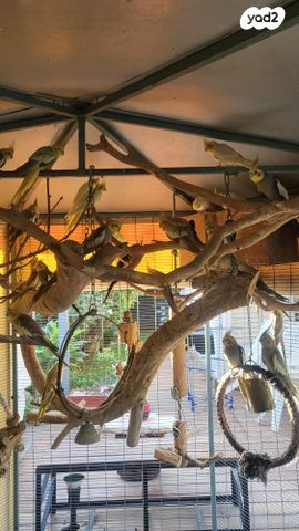 תמונת מודעה - חיות מחמד