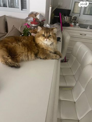 תמונת מודעה - חיות מחמד