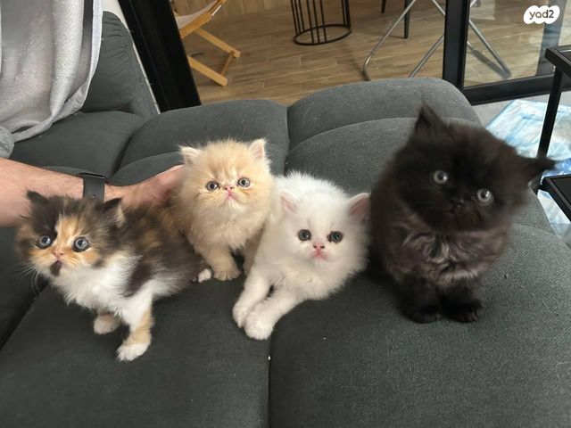 תמונת מודעה - חיות מחמד