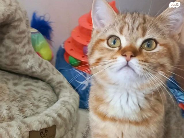 תמונת מודעה - חיות מחמד