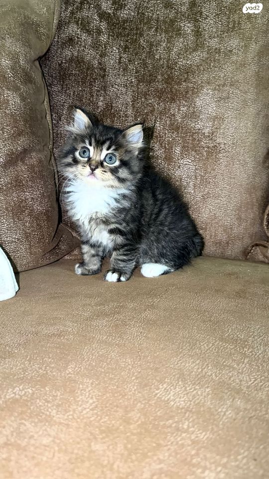 תמונת מודעה - חיות מחמד