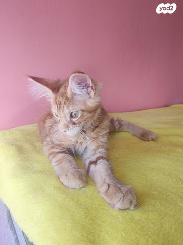 תמונת מודעה - חיות מחמד