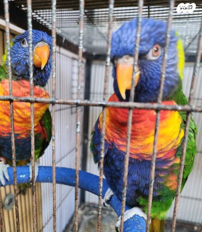 תמונת מודעה - חיות מחמד