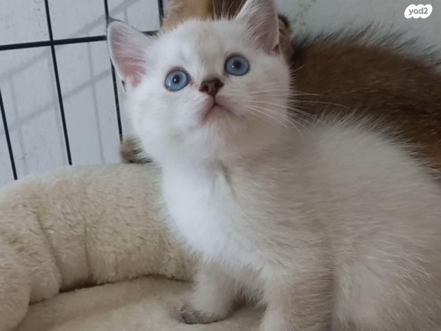 תמונת מודעה - חיות מחמד