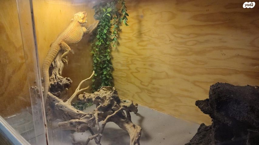 תמונת מודעה - חיות מחמד