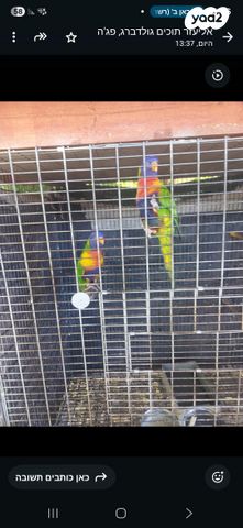 תמונת מודעה - חיות מחמד