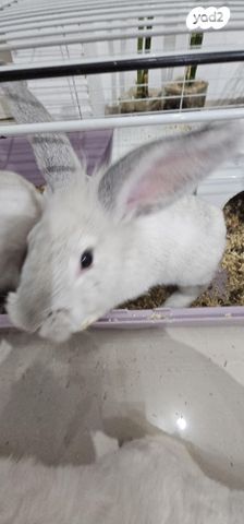 תמונת מודעה - חיות מחמד