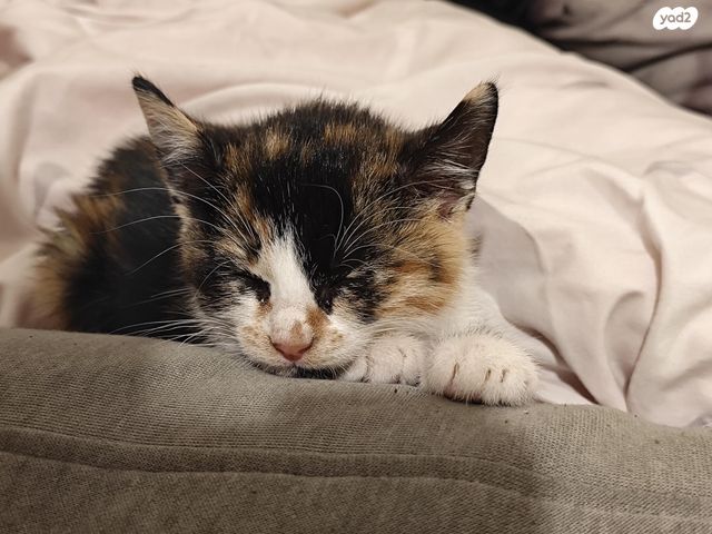 תמונת מודעה - חיות מחמד