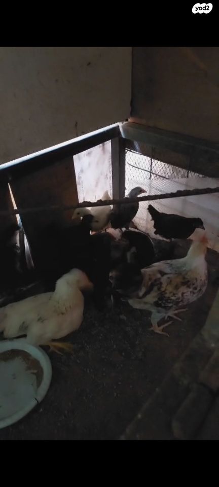 תמונת מודעה - חיות מחמד