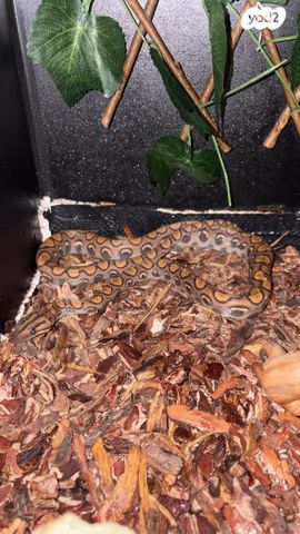 תמונת מודעה - חיות מחמד