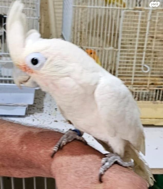 תמונת מודעה - חיות מחמד