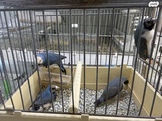 תמונת מודעה - חיות מחמד