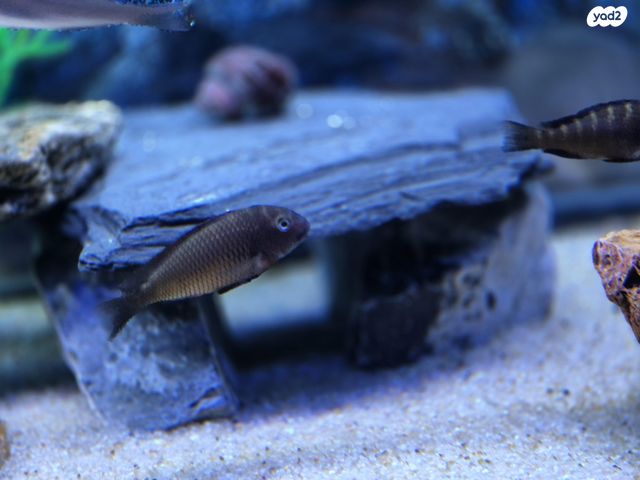 תמונת מודעה - חיות מחמד