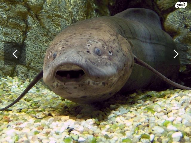 תמונת מודעה - חיות מחמד