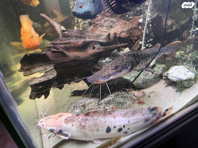 תמונת מודעה - חיות מחמד