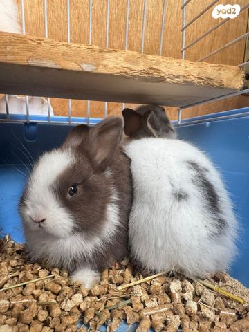 תמונת מודעה - חיות מחמד